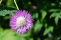 Wildflowers and field grass on green summer meadow background Royalty Free Stock Photo