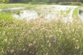 Wildflowers On The Field