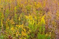 Wildflowers field