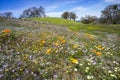 Wildflowers fields, Henry W. Coe State Park, San Francisco bay area, California Royalty Free Stock Photo