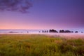 Wildflowers in fig at sunrise Royalty Free Stock Photo