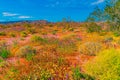 Wildflowers fill a desert meadow in spring in Joshua Tree National Park Royalty Free Stock Photo