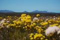 Wildflowers in the Fitzgerald River National Park