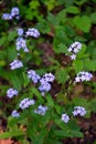 Wildflowers Royalty Free Stock Photo