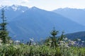 Wildflowers in focus in the foreground at Olympic National Park, as seen from the Hurricane Hill trail Royalty Free Stock Photo