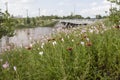 Wildflowers in foreground flooded parkland and the skyline of Tulsa OK blurred in the background and cars and pedestrian on