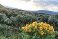 Wildflowers in the foreground an the mountains in the background at Grand Teton National Park. Royalty Free Stock Photo