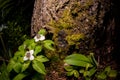 Wildflowers In The Forest