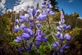 Wildflowers In The Forest