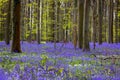 Wildflowers in forest Royalty Free Stock Photo