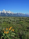 Wildflowers in front of the Grand Tetons mountain range in Wyoming Royalty Free Stock Photo