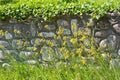 Wildflowers in front of stone retaining wall Royalty Free Stock Photo