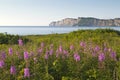 Wildflowers in Gaspe Royalty Free Stock Photo