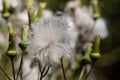 Wildflowers going to seed in the autumn. Royalty Free Stock Photo