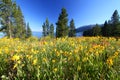 Wildflowers in Grand Tetons Royalty Free Stock Photo