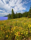 Wildflowers in Grand Tetons Royalty Free Stock Photo