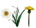 Wildflowers grass dandelion and Daisy set Royalty Free Stock Photo