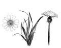 Wildflowers grass dandelion and Daisy set Royalty Free Stock Photo