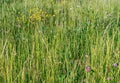 Wildflowers in the grass on a summer meadow Royalty Free Stock Photo