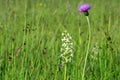 Wildflowers grass  at summer time in green meadow Royalty Free Stock Photo