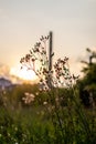 Wildflowers and grasses in a field in early spring against the sky at sunset Royalty Free Stock Photo