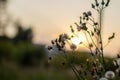 Wildflowers and grasses in a field in early spring against the sky at sunset Royalty Free Stock Photo