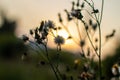 Wildflowers and grasses in a field in early spring against the sky at sunset Royalty Free Stock Photo