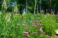 Wildflowers and grasses growing on the edge of a forest