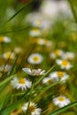 Among The Wildflowers