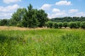 Wildflowers in the green countryside near River Ruhr, Essen, Germany