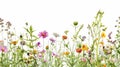 Wildflowers and green grass blades in front of white Royalty Free Stock Photo