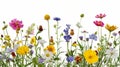 Wildflowers and green grass blades in front of white Royalty Free Stock Photo