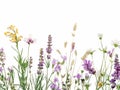 Wildflowers and green grass blades in front of white Royalty Free Stock Photo