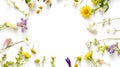 Wildflowers and green grass, bround circular arrangement of field wild flowers on white Royalty Free Stock Photo