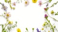 Wildflowers and green grass, bround circular arrangement of field wild flowers on white Royalty Free Stock Photo