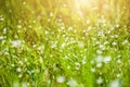 Wildflowers and green grass in the field Royalty Free Stock Photo