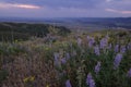 Wildflowers on Green Mountain