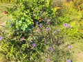 Wildflowers grow in abundance in the field and are illuminated by the sunrise