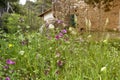 Wildflowers grow on a mountain meadow close-up Royalty Free Stock Photo