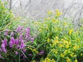 Colorful wildflowers grow in NYS swampland Royalty Free Stock Photo