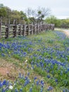 Bluebonnets growing between a country road and a post and rail fence Royalty Free Stock Photo