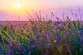 Wildflowers growing at the edge of a wheat field against the backdrop of a beautiful sky during sunset Royalty Free Stock Photo