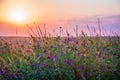 Wildflowers growing at the edge of a wheat field against the backdrop of a beautiful sky during sunset Royalty Free Stock Photo