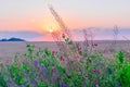 Wildflowers growing at the edge of a wheat field against the backdrop of a beautiful sky during sunset Royalty Free Stock Photo