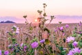 Wildflowers growing at the edge of a wheat field against the backdrop of a beautiful sky during sunset Royalty Free Stock Photo