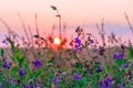 Wildflowers growing at the edge of a wheat field against the backdrop of a beautiful sky during sunset Royalty Free Stock Photo