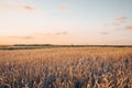 Wildflowers growing at the edge of a wheat field against the backdrop of a beautiful sky during sunset Royalty Free Stock Photo