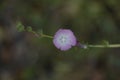 California Wildflower Series - Delicate Pink Wildflowers - Southern Checkerbloom - Luelf Pond Open Space Preserve - San Diego