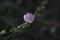 California Wildflower Series - Delicate Pink Wildflowers - Southern Checkerbloom - Luelf Pond Open Space Preserve - San Diego