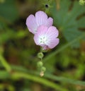 California Wildflower Series - Delicate Pink Wildflowers - Southern Checkerbloom - Luelf Pond Open Space Preserve - San Diego